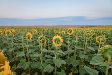 Sunflower Field In The Country With Heads Turned Down Towards Sunset.  Wide Angle View. 