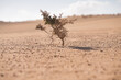 Einzelner Busch in den dunen von Corralejo