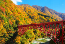 紅葉の黒部峡谷と鉄橋を渡るトロッコ列車, 日本,富山県,黒部市