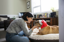 Woman Petting Shar Pei Dog In Santa Hat On Dog Bed In Living Room