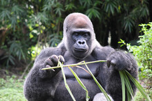 Black Gorilla Eating Plants In The Wilderness
