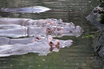 Wall Mural - Group of Hippopotamus swimming in a river