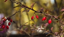 Barberry Branch With Red Berries