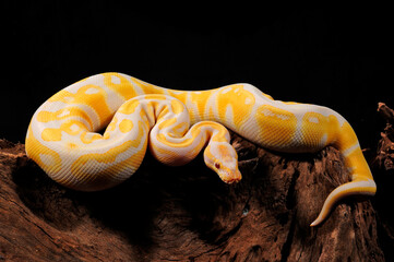 Canvas Print - albino Ball python // Albino-Königspython (Python regius)