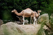 Zoo