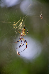 Sticker - Macro of a Nephilidae spider on the web