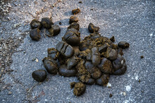 Closeup Of Horse Manure On The Countryside Road
