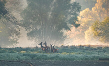 Two Red Deer Families Walking In Forest In Fog