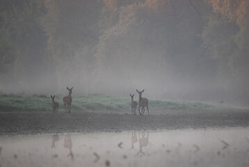 Wall Mural - Two red deer families standing on river coast in fog