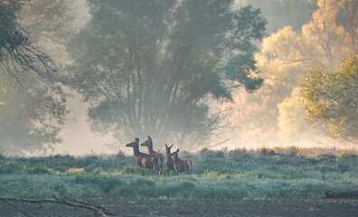 Poster - Two red deer families walking in forest in fog