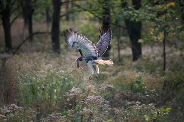 red tailed hawk with prey (chipmunk) in flight