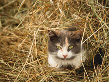 Cute Green Eyed Cat Lying In Hay. Curious Stray Animal Lives In Cowshed And Plays In Straw.
