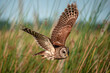 Beautiful shot of a spotted owl flying over a field