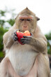 macaque monkey eating an apple