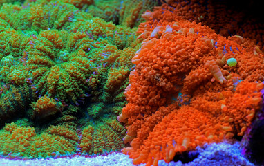 Wall Mural - Colorful Rhodactis colony of mushroom soft corals