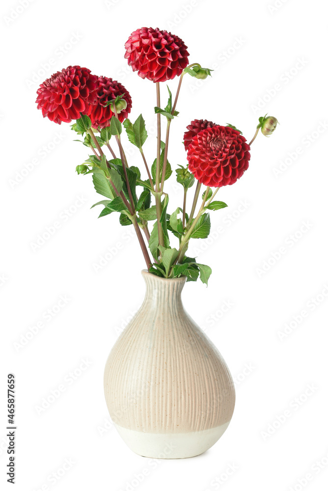 Vase with beautiful dahlia flowers on white background