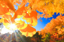 紅葉のイチョウの葉のアップと夕日の木もれ日の光芒, 上田市,長野県