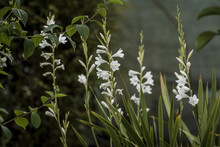 Selective Focus Of The Blossomed White Obedient Plants In The Garden