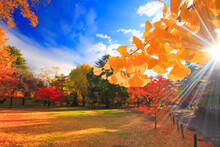 紅葉のイチョウとモミジなどの林と木もれ日の光芒, 上田市,長野県