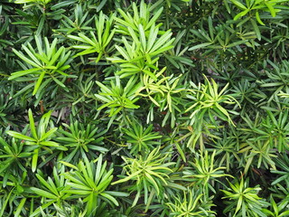 young leaves of pine pie or imperial pine (podocarpaceae) is an auspicious tree. scientific name pod