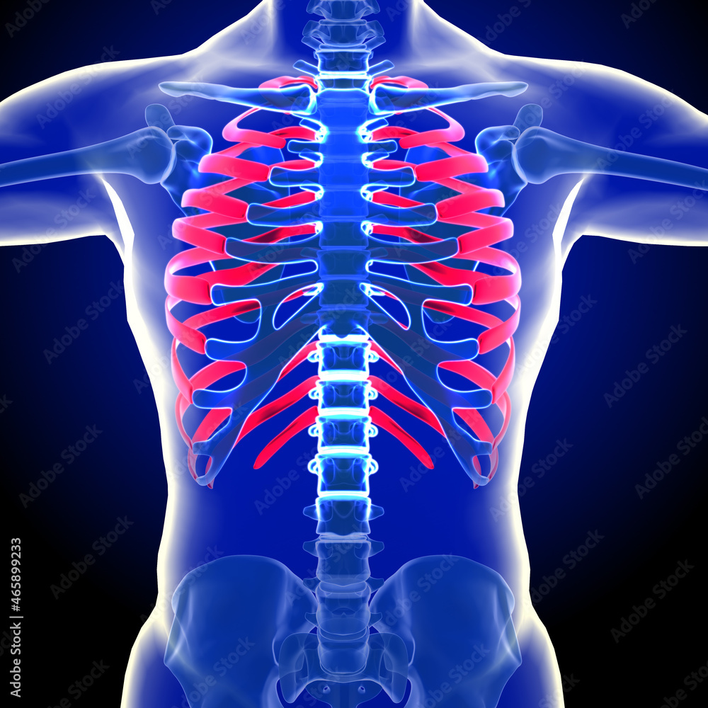 Rib cage is the arrangement of ribs attached to the vertebral column ...