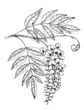 Wisteria flower. Vector sketch illustration