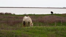 A Thin White Horse With A Sore Leg Grazes On A Spring Green Meadow Against The Background Of A Foal. The Exhausted Horse Grazes On The Young Green Grass. The Concept Of Animal Cruelty