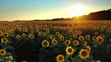 Drone Video Of Sunflower Field In A Beautiful Evening Sunset. 4K Aerial View Of Sunflowers In Summer Evening Day. Slow Camera Movement Across A Agriculture Sunflower Crop Field. 
