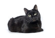 Black cat breed Bombay is lying on its side with its front paws tucked under itself and looking to the camera, isolated on white background