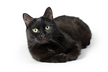 Black cat breed Bombay is lying on its side with its front paws tucked under itself and looking to the camera, isolated on white background