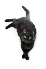 Wall Mural - Black cat lies on a white background, looks in the camera, put a paw on a paw. Black cat isolated on white. View from above