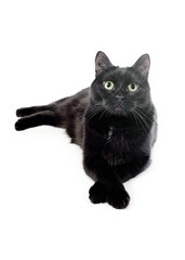  Black cat lies on a white background, looks in the camera, put a paw on a paw. Black cat isolated on white