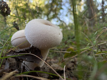 Group Of White Rain Mushrooms (Lycoperdon Puffball Mushrooms) Grow In An Autumn Forest Clearing