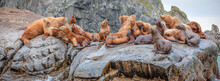 Group Of Sea Lions Sit On A Rock Close To The Pacific Ocean, Kamchatka Peninsula