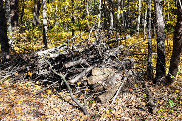 Wall Mural - pile of sawn brushwood on meadow in city park