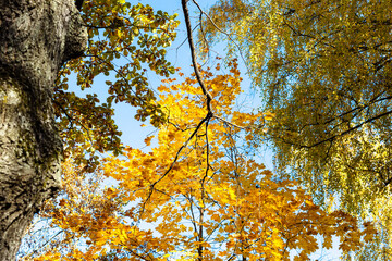 Wall Mural - bottom view oak tree branch with orange leaves