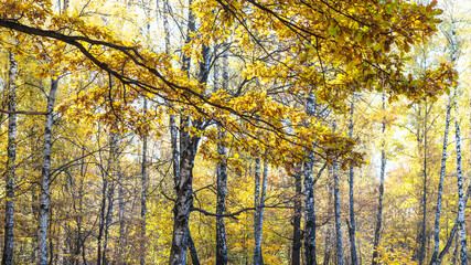 Wall Mural - panoramic view of oak foliage and birch grove