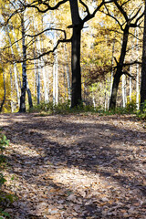 Wall Mural - slope of hill covered with fallen leaves in park