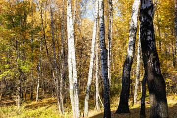 Wall Mural - birch grove lit by sun in city park in autumn