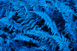 © Наталья Босяк - Blue nature background. Toned fern leaves. Background for design.