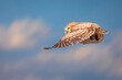 The little owl (Athene noctua) is flying.  Nature background.