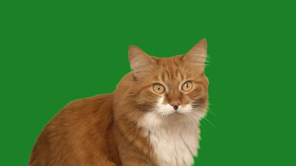 Poster - ginger cat sits and looks on green screen