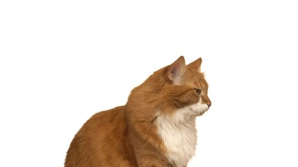 Poster - ginger cat looks on white background