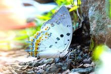 Macro White And Yellow  Butterfly  Native  Species Of Thailand And Asia.Polka Dot Butterfly, A Rare Species Of  Doi Chiang Dao Mountain,Thailand,Asia.