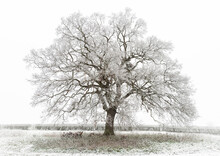 A Winter Scene Of An English Oak (Quercus Ruber) Or Pendunculate Oak, Covered In Frost And Isolated Against The Sky.