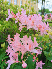 Flowers and buds of pink rhododendron on the background of a yellow building in the botanical garden of St. Petersburg.