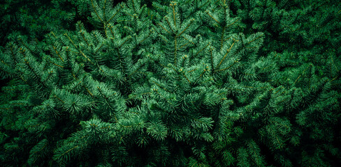 Wall Mural - christmas fir tree branches background. christmas pine tree wallpaper. copy space..