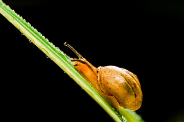 macro reptile animal snail on leaf and fern after low rain