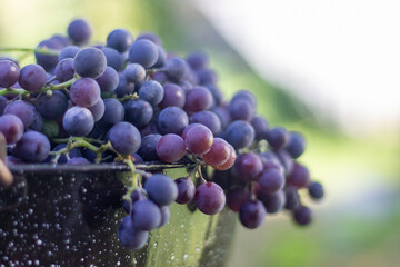 Canvas Print - Freshly harvested Concord Grapes in a vineyard