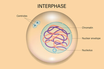 Wall Mural - Interphase. Cell division. Cell cycle.